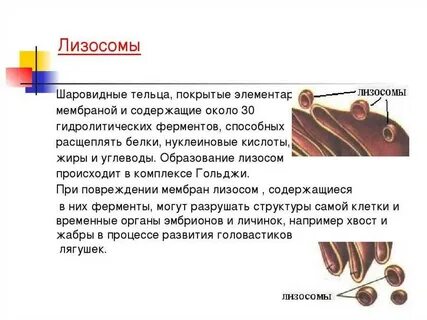 В лизосомах происходит