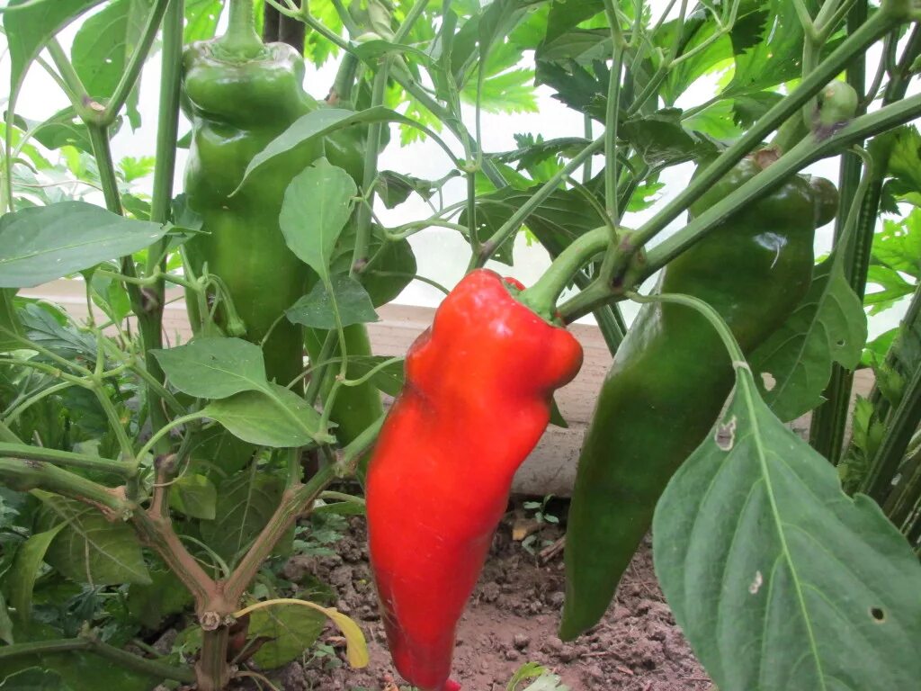 Перец на гидропонике. Перец кустовой сладкий. Теплица красный перец. Болгарский перец в теплице. Сладкий перец в теплице.