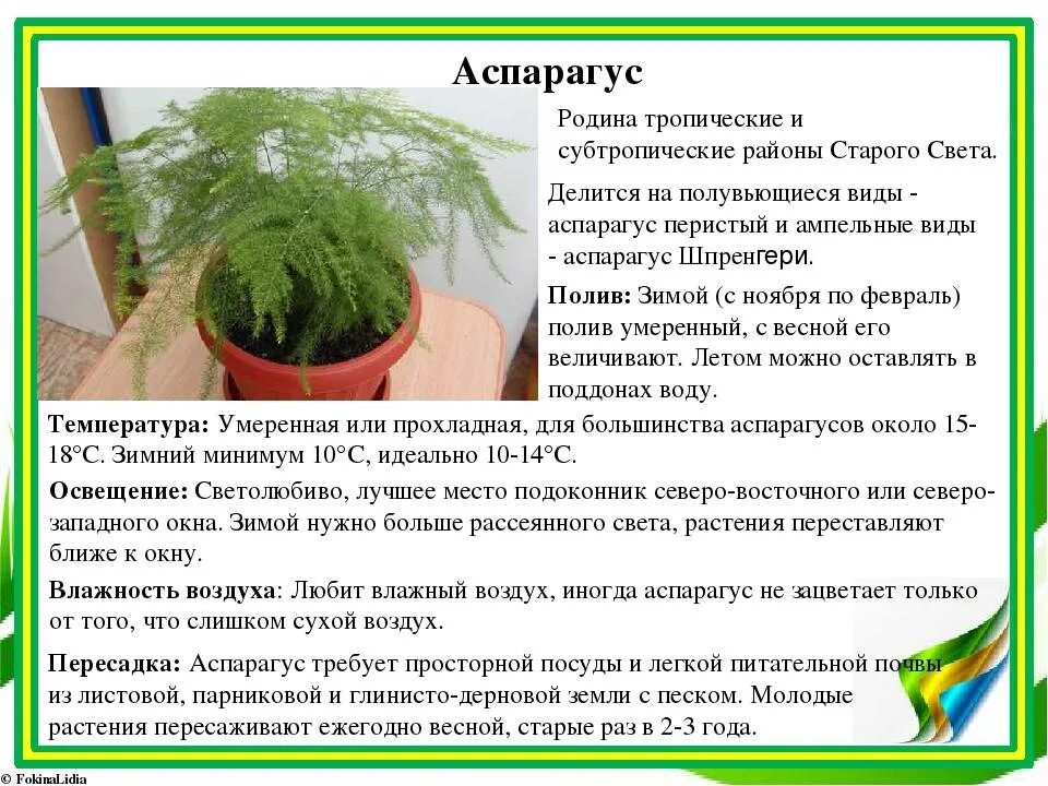 Аспарагус перистый комнатное растение. Аспарагус перистый карликовый. Аспарагус перистый размножение. Аспарагус перистый Родина. Опишите особенности растений каланхоэ и аспарагуса