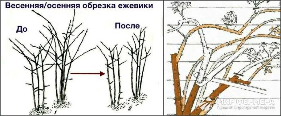 Обрезка ежевики осенью. Простыми словами о важной процедуре Любимая Дача. Сад и 