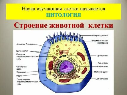 Какая наука изучает клеточное строение организмов