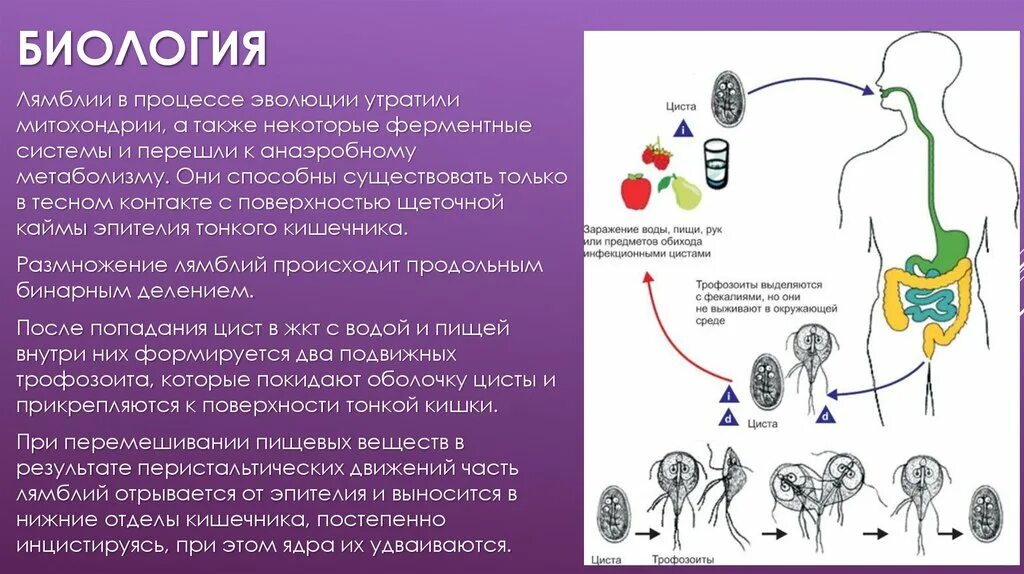 После лечения лямблиоза. Лямблиоз клиническая картина. Лямблиоз памятка. Лямблиоз окончательный хозяин.