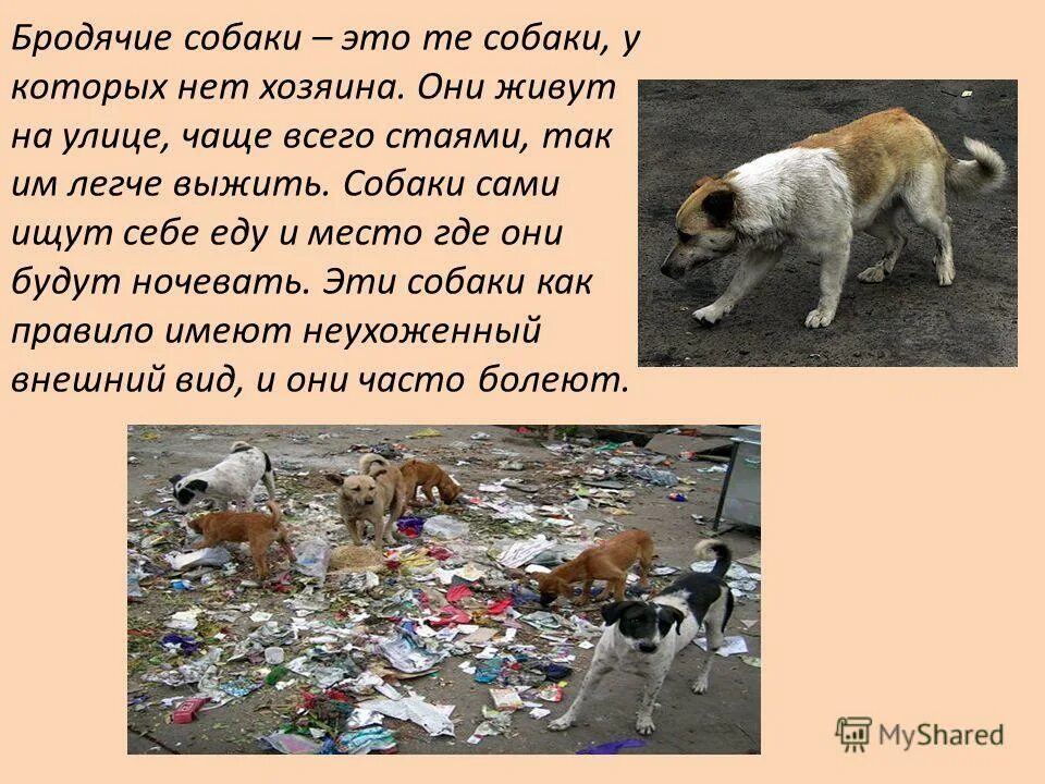 Оксана зет лучшие стихи биография. Правила поведения с бездомными собаками. Чаще всего обитают. Нде чаще всегообииают клещи. Обезьяна для презентации.