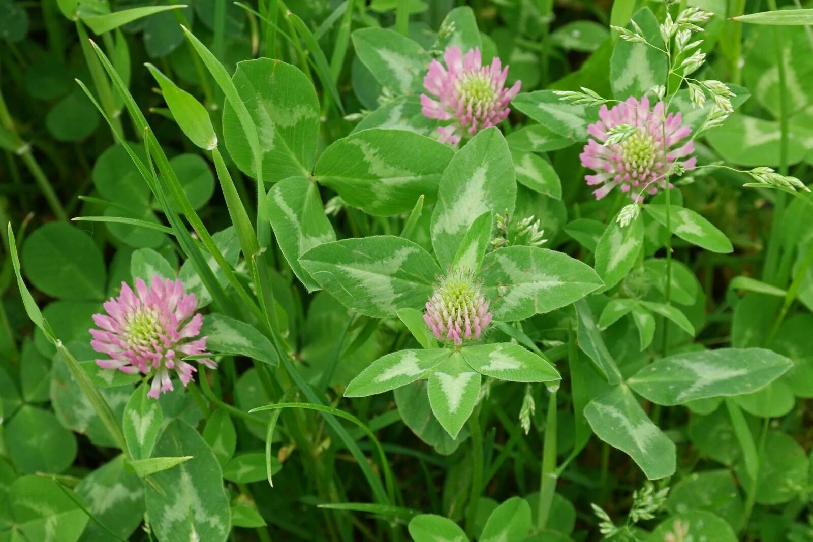 Клевер растение фото. Клевер полевой. Клевер красный (Trifolium Rubens). Клевер кормовистый. 1. Клевер Луговой (Trifolium pratense l.).