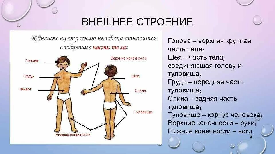 Внешнее строение человека 2. Части тела человека. Строение тела человека. Части тела человека анатомия. Внешнее строение тела человека.