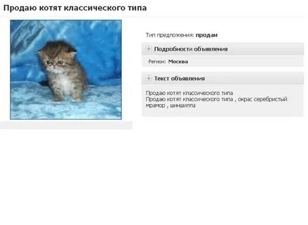 Объявление бесплатных котят кикма
