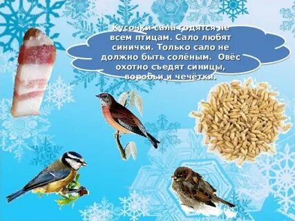 Сало птицам зимой