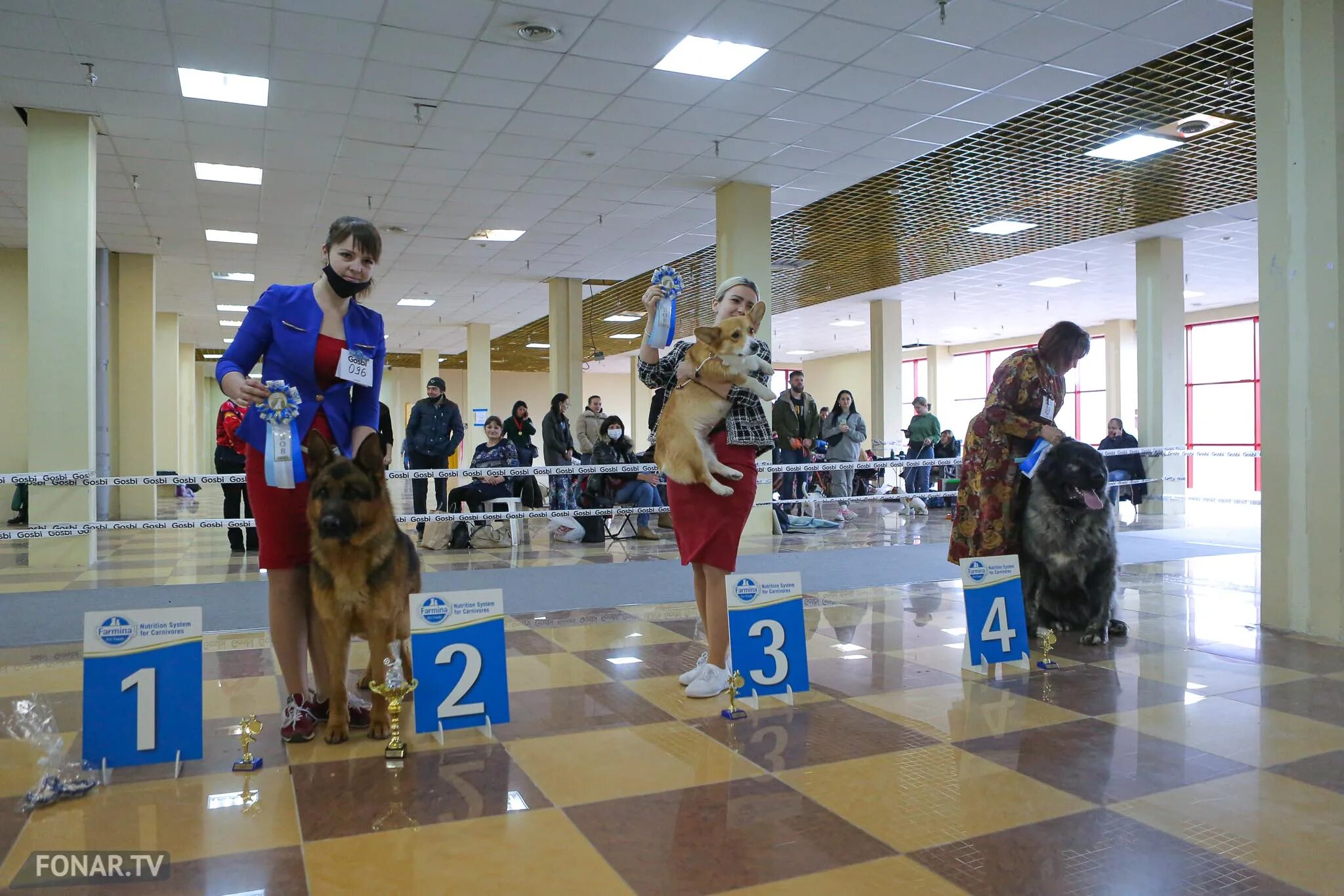 Выставка собак Белгород. Выставка собак Белгород 2021. Выставка собак 2022 Белгородская. Выставка собак Воронеж.