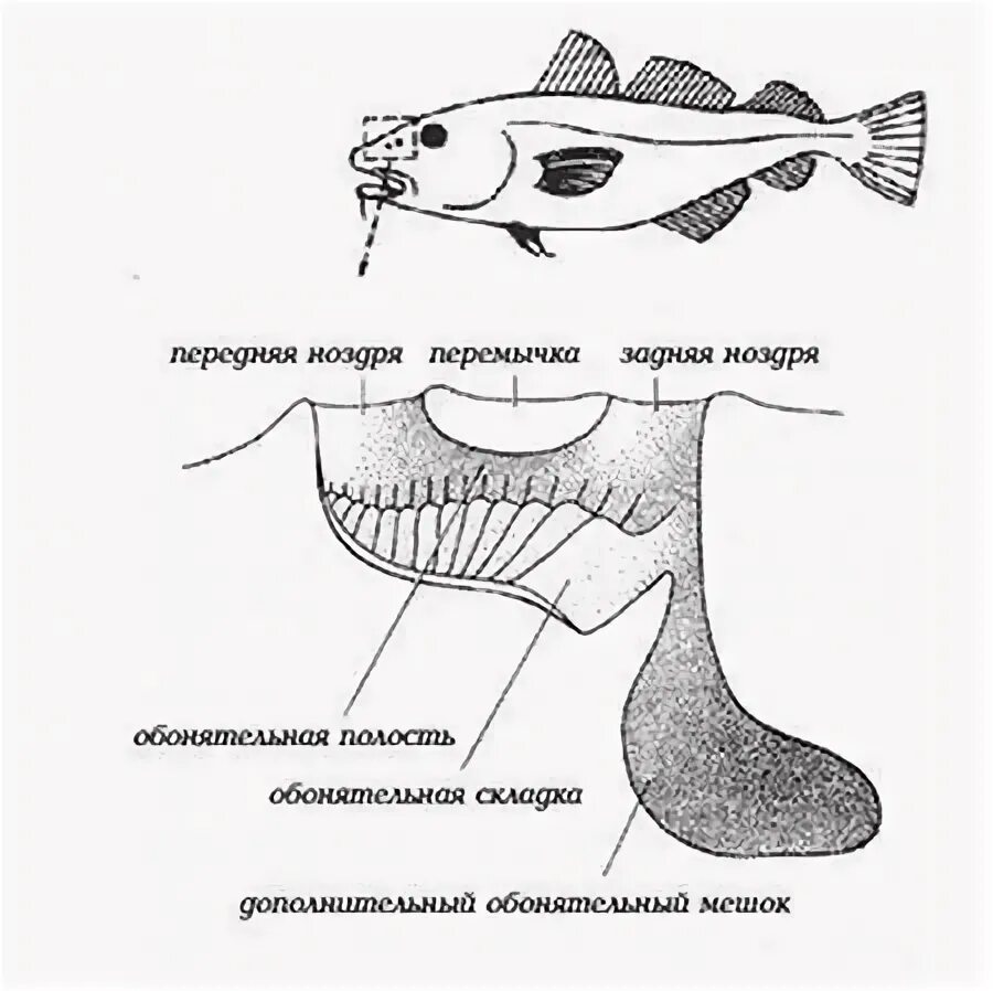 Обонятый анализатор у рыб. Обонятельные мешки у рыб. Органы обоняния у рыб. Орган вкуса у рыб.