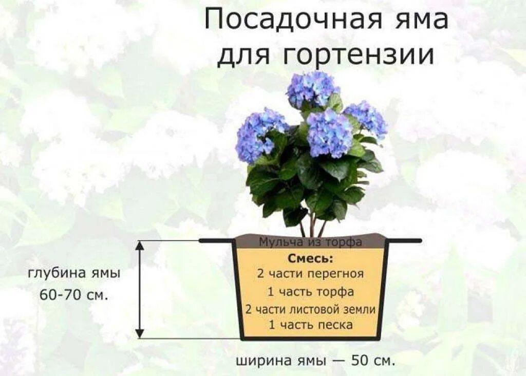 Как сажать гортензию в грунт