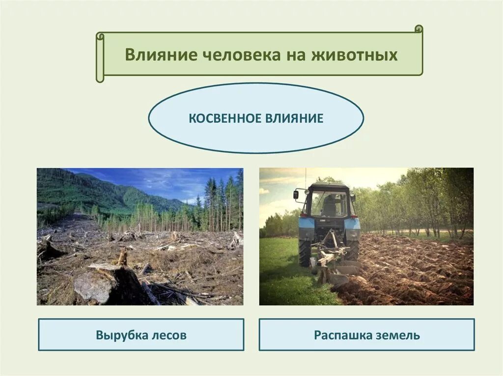 Примеры влияния природы на деятельность человека. Косвенное воздействие человека на животных. Косвенное влияние человека. Прямое и косвенное влияние человека на животных. Прямое и косвенное влияние человека на природу.