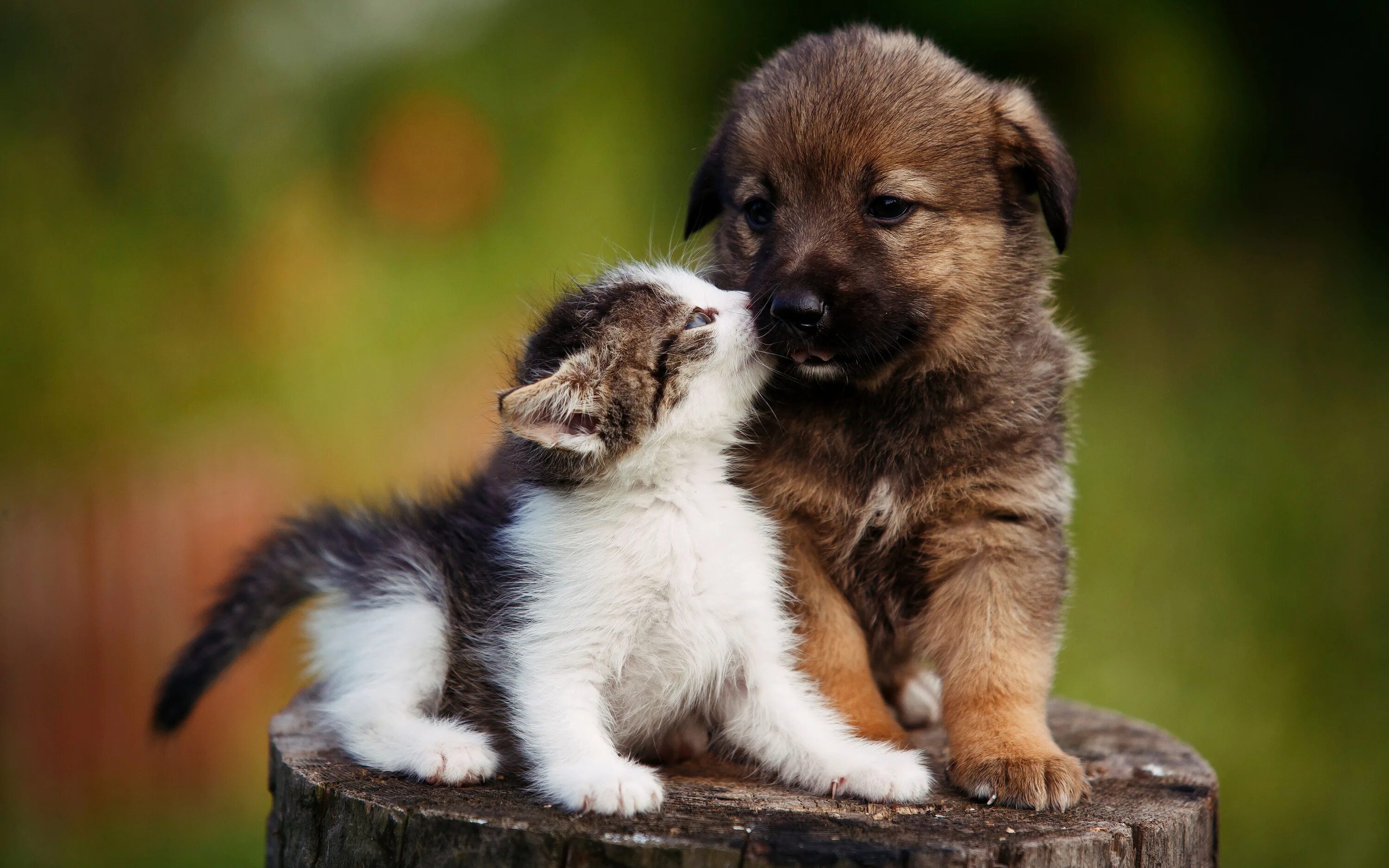 Animal mums. Милые щенки. Щенок и котенок. Милые котята и щенки. Картинки собачек.