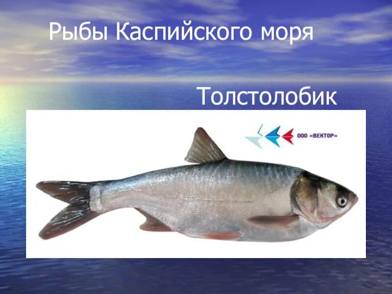 Рыбы Каспийского моря. Каспийское море какие рыбы. Рыбы Каспия. Рыбы которые обитают в Каспийском море.