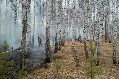 Хабаровский лес