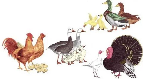 Оргазм кезінде разряд