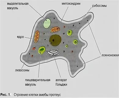 Органоиды амебы протея