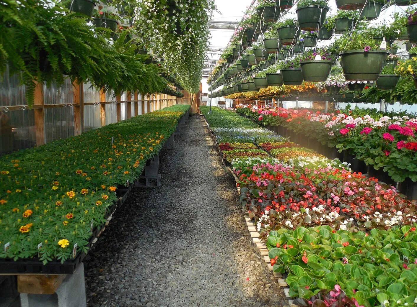 Рассада цветов оптом. Розарий сад оранжерея. Цветы Эквадор Greenhouses. Тепличный комплекс Гарден Бахчисарай. Цветочная теплица.