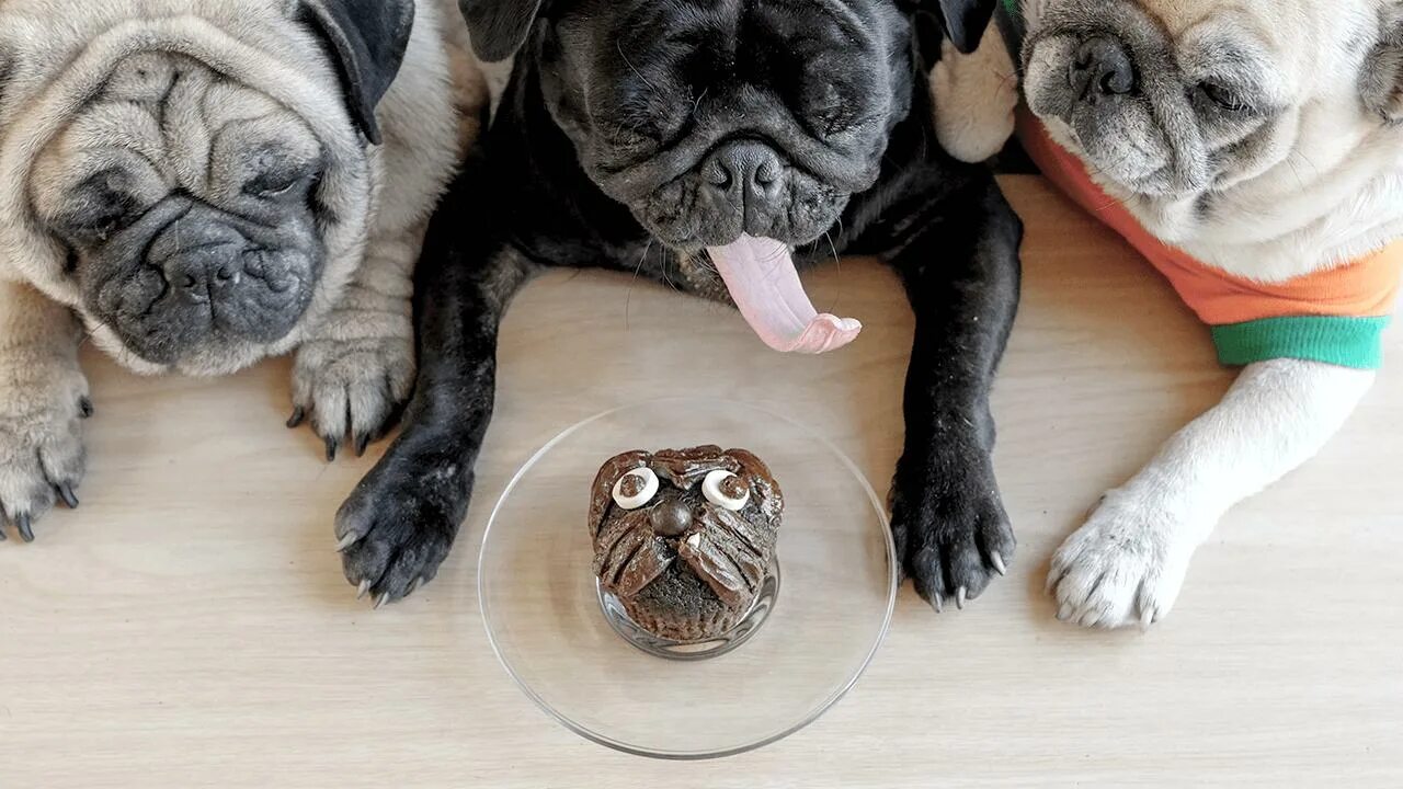 Ретро мопс. Мопс французский морда. Мопс с шоколадом. Мопс вонючка. Мопс анфас.