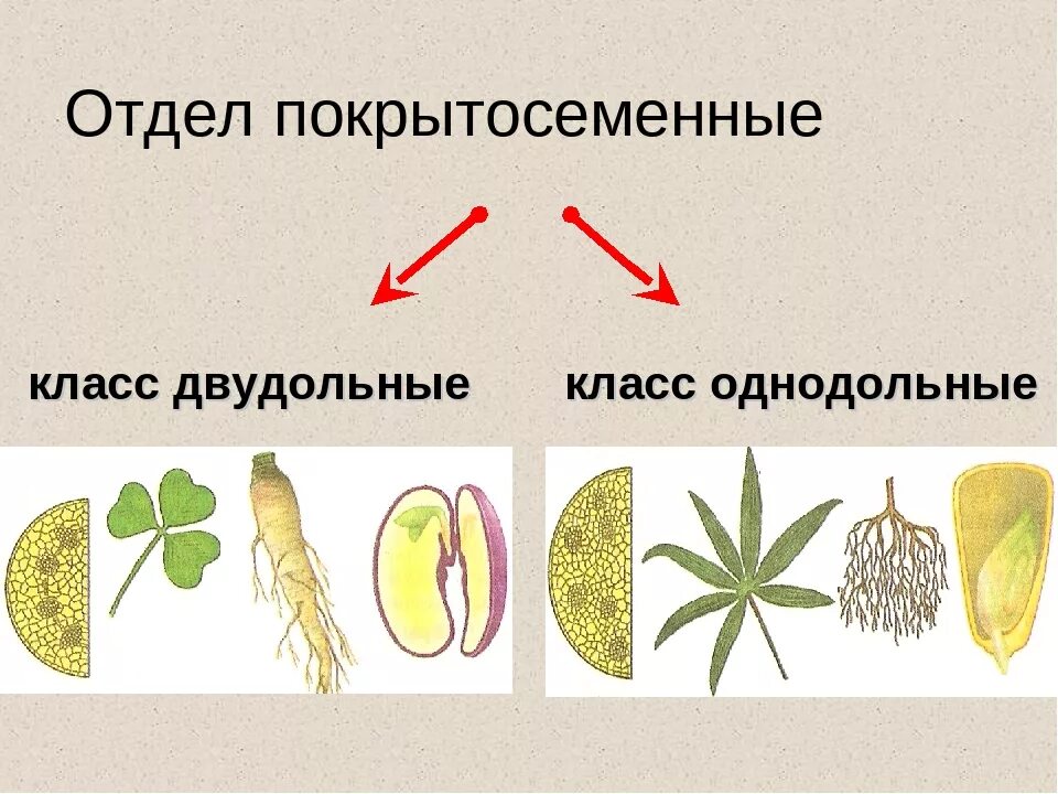 Как отличить однодольные. Двудольные растения и Однодольные растения. Отдел Покрытосеменные класс двудольные. Покрытосеменные растения Однодольные и двудольные. Отдел цветковые класс двудольные.