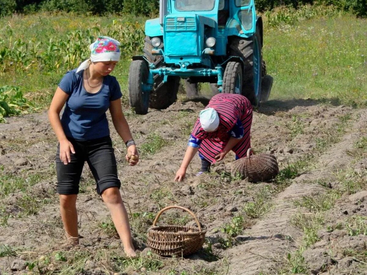 Деревня уборка. Женщины на уборке урожая. сбор урожая в деревне. уборка картофеля в деревне. уборка урожая в деревне.
