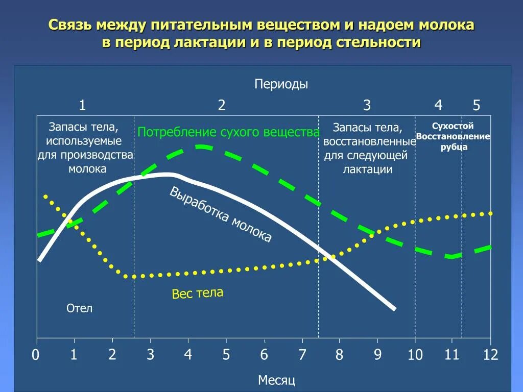 Сухие периоды. Лактационная кривая у коров. Лактационная кривая. Период лактации. Лактационная кривая молочной продуктивности.