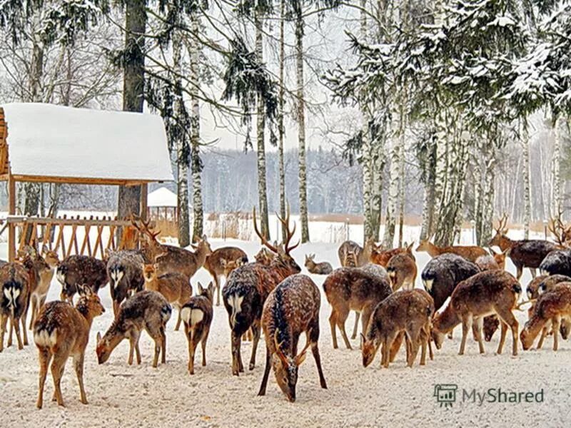 Кенгуру в австралии. Животные в вольере. Олень олениха олененок оленята. Разведение диких животных. Охотничье хозяйство лань гагарин.
