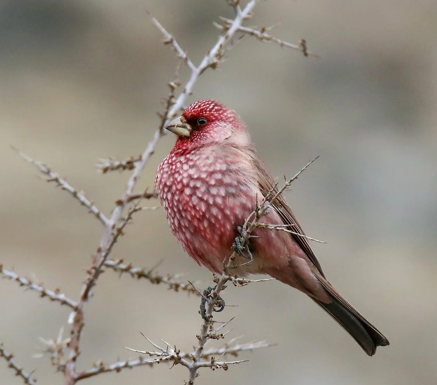 Красная птичка сибирь. Большая чечевица (Carpodacus rubicilla). Обыкновенная чечевица Вьюрковые. Красный Воробей чечевица. Сибирская чечевица Вьюрковые.