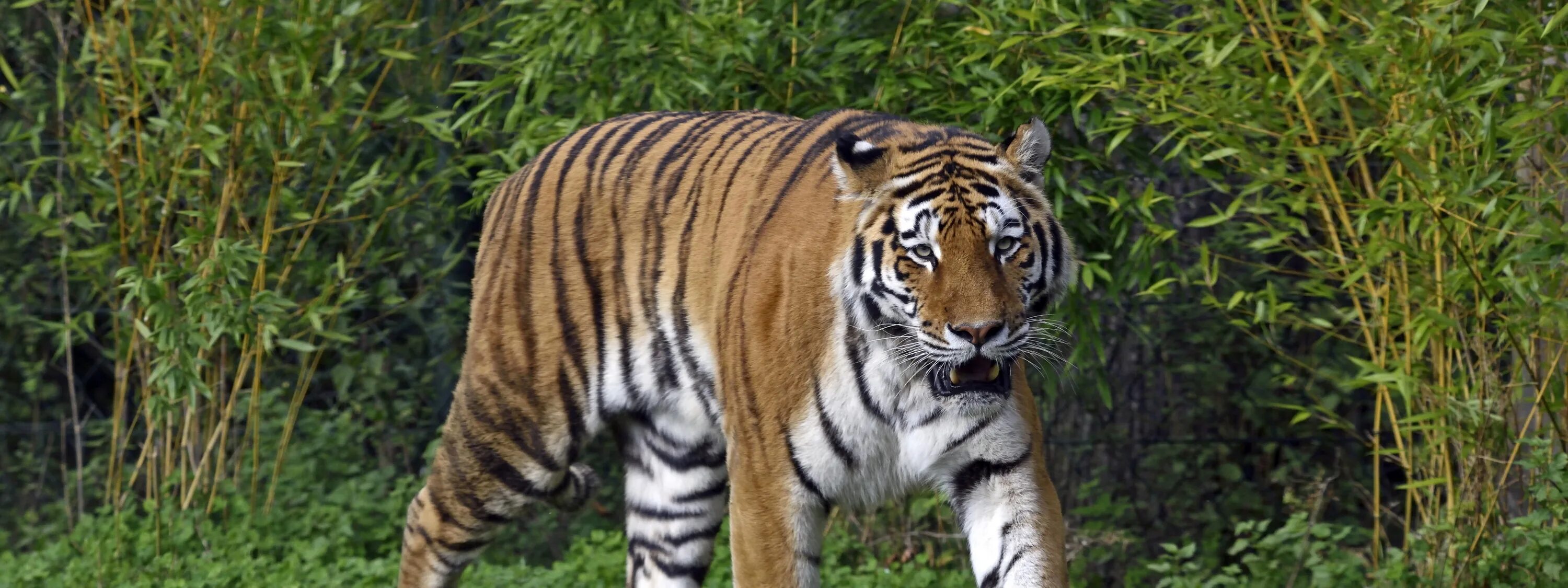 Tiger grass color