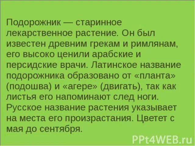 Почему растение подорожник так названо текст. Рассуждение о подорожнике. почему подорожник так называется. текст рассуждение о растении. текст рассуждение о названии растения.