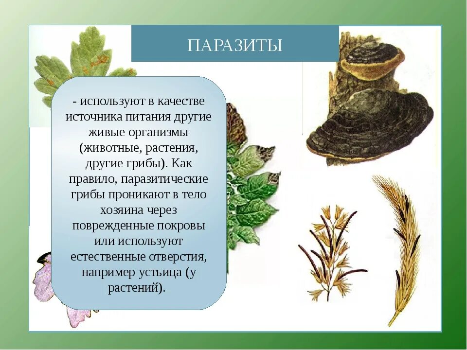 Сообщение на тему грибы паразиты растений. Паразитические грибы. грибы паразиты растений. прочие грибы паразиты. грибы паразиты презентация.
