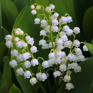 Бейне жыныс мүшесін зерттейді