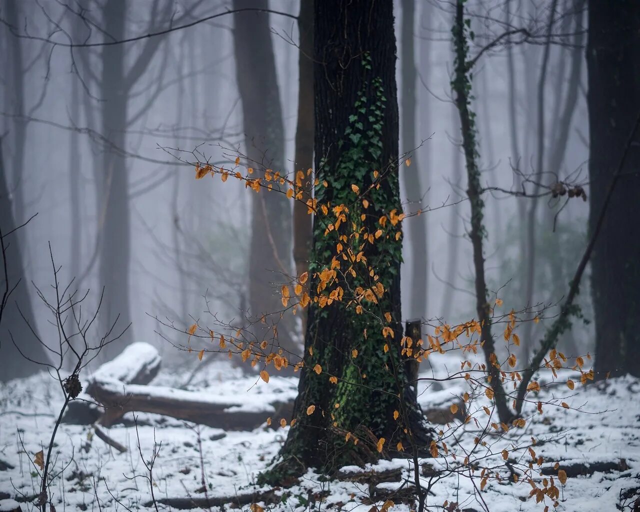 Полна тайн хмурая тишина зимнего. Лес припорошенный снегом. Мистический зимний лес. Первый снег в лесу. Первый снег лес арт.