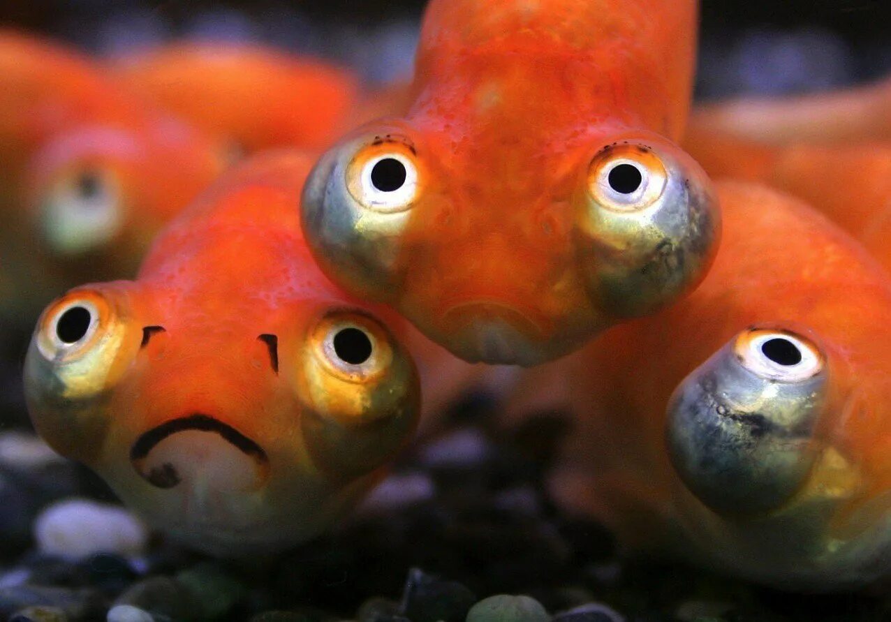 Аквариумная рыбка телескоп звездочет. Пучеглазая золотая рыбка звездочет. Телескопик рыбка аквариумная. Телескопик рыбка аквариумная. Аквариумная рыбка телескоп звездочет.