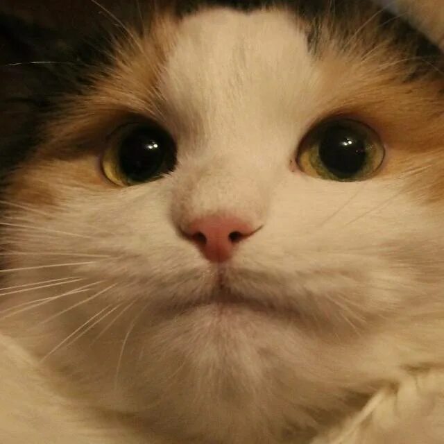 Полосатый кот улыбается мем. Ясно понятно кот мем. Понимающий котик. Глад валакас кот. Рыжий кот прикол.