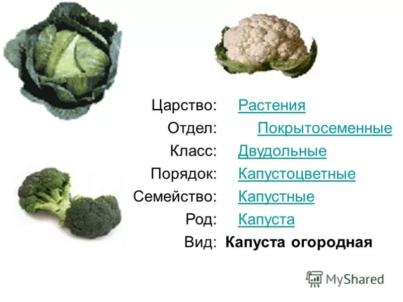 Систематика капусты белокочанной. Классификация капусты белокочанной. Систематика растений капуста белокочанная. Капуста белокочанная вид род семейство. Дикий предок капусты