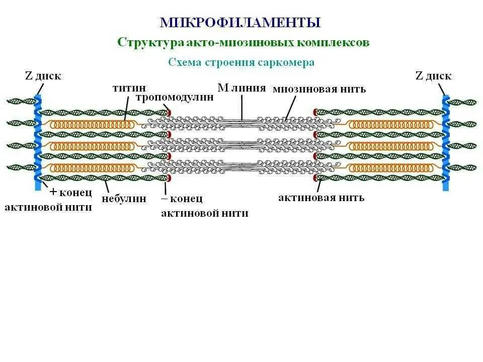 Белки саркомера. Структура саркомера титин. Мышечная ткань строение саркомера. Схема саркомера миофибриллы мышечного волокна. Строение миофибриллы титин.