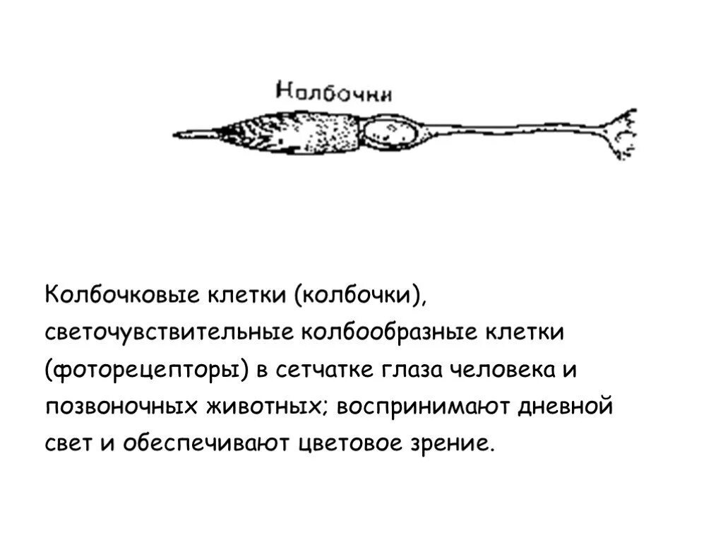 Колбочки глаза функции. Колбочковый аппарат глаза определяет. Колбочковые клетки. Палочки и колбочки. Палочки и колбочки фоточувствительные элементы.