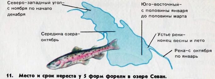 Изоляция севанской форели. Севанская форель экологическое видообразование. Севанская форель экологическая изоляция. Форель озера Севан видообразование. Популяции Севанской форели.