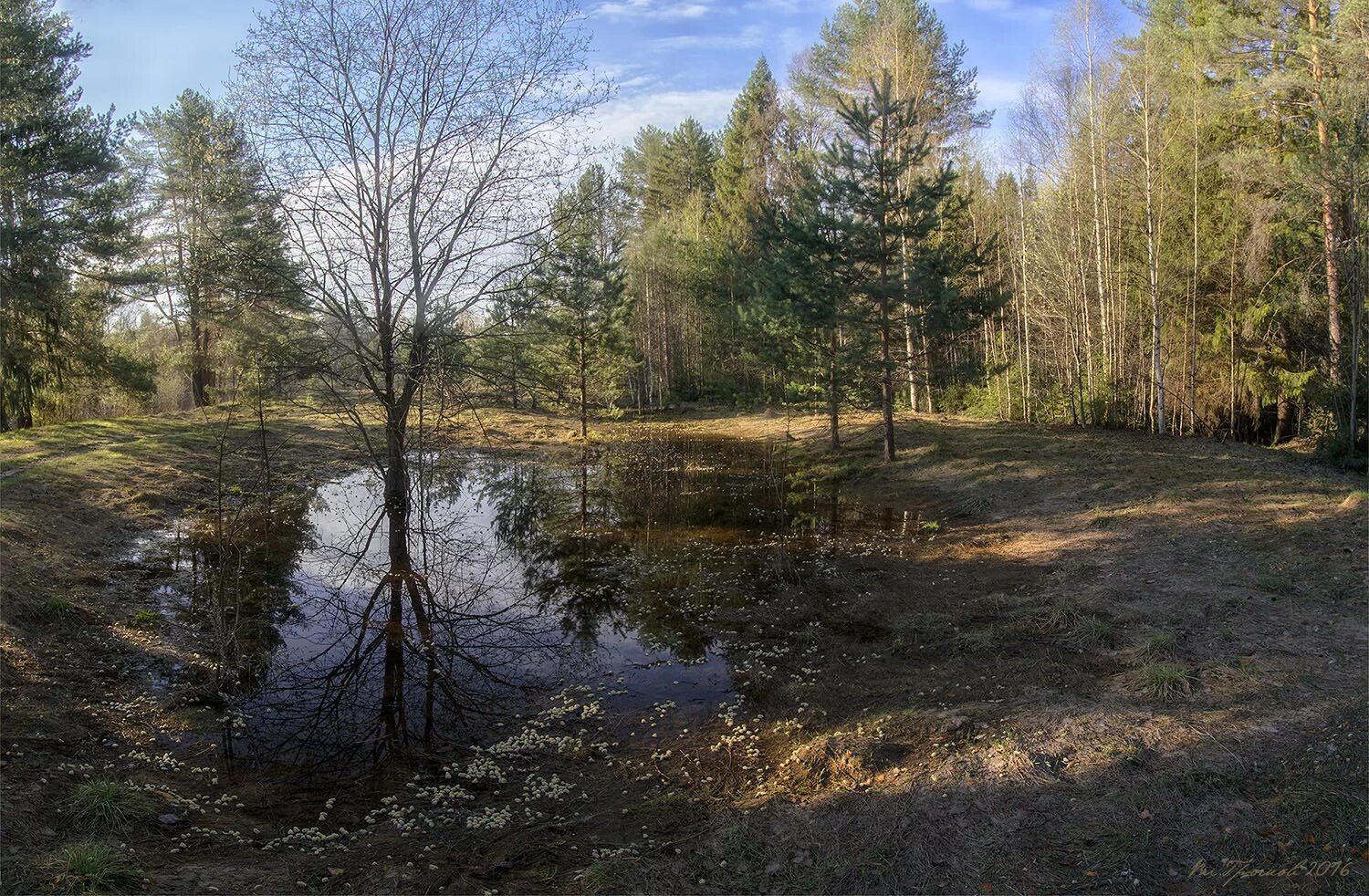 «И мягкой дымкою синеет в далёких просеках в Бору…» (И. Бунин). Бунин после половодья стихотворение. Прошли дожди апрель теплеет