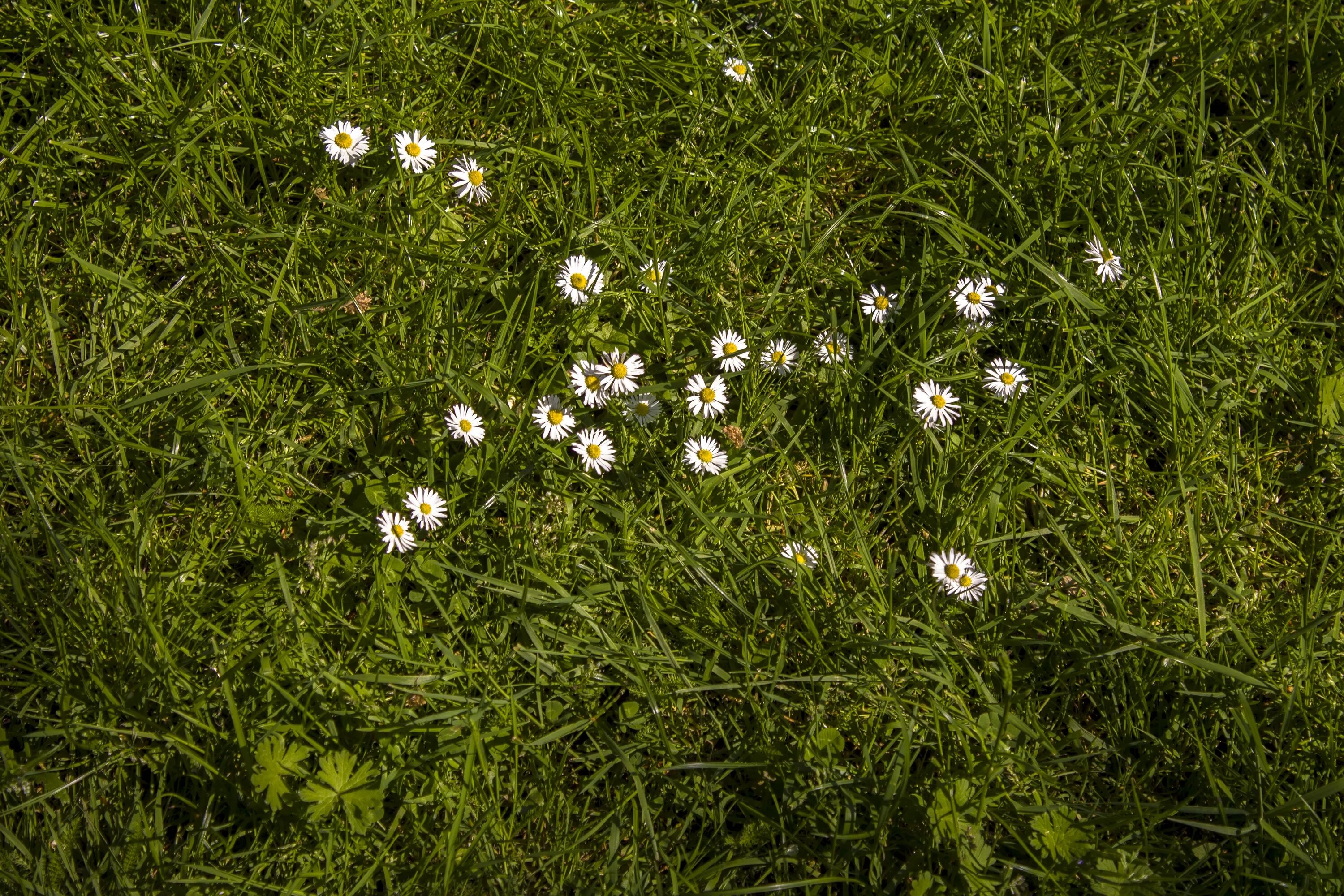 Трава вид сверху. Газон с мелкими цветочками. Трава с цветочками. Мелкая трава. Травка с цветочками