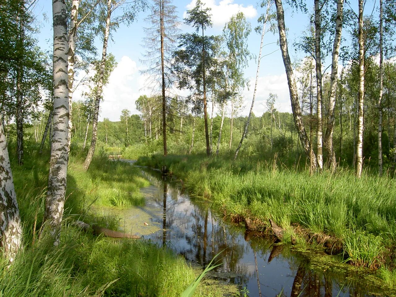 Фото русской природы. Русский лес. Лес родного края. Березы на болоте.