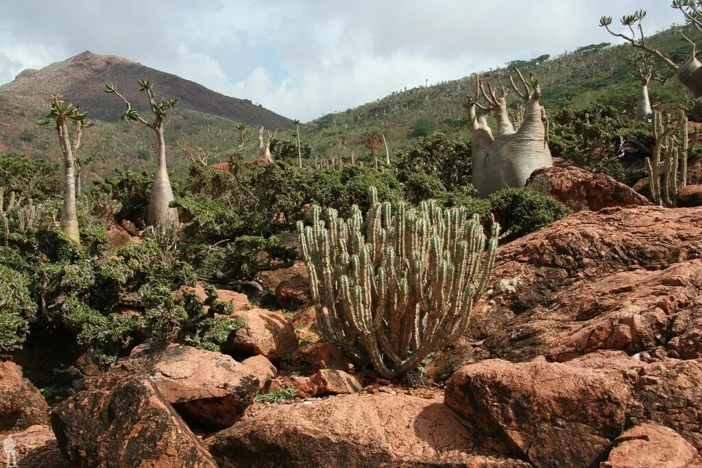 Бутылочные деревья острова сокотра. Австралия йемен. Пустынная роза сокотра. Деревья острова сокотра йемен. Австралия йемен.