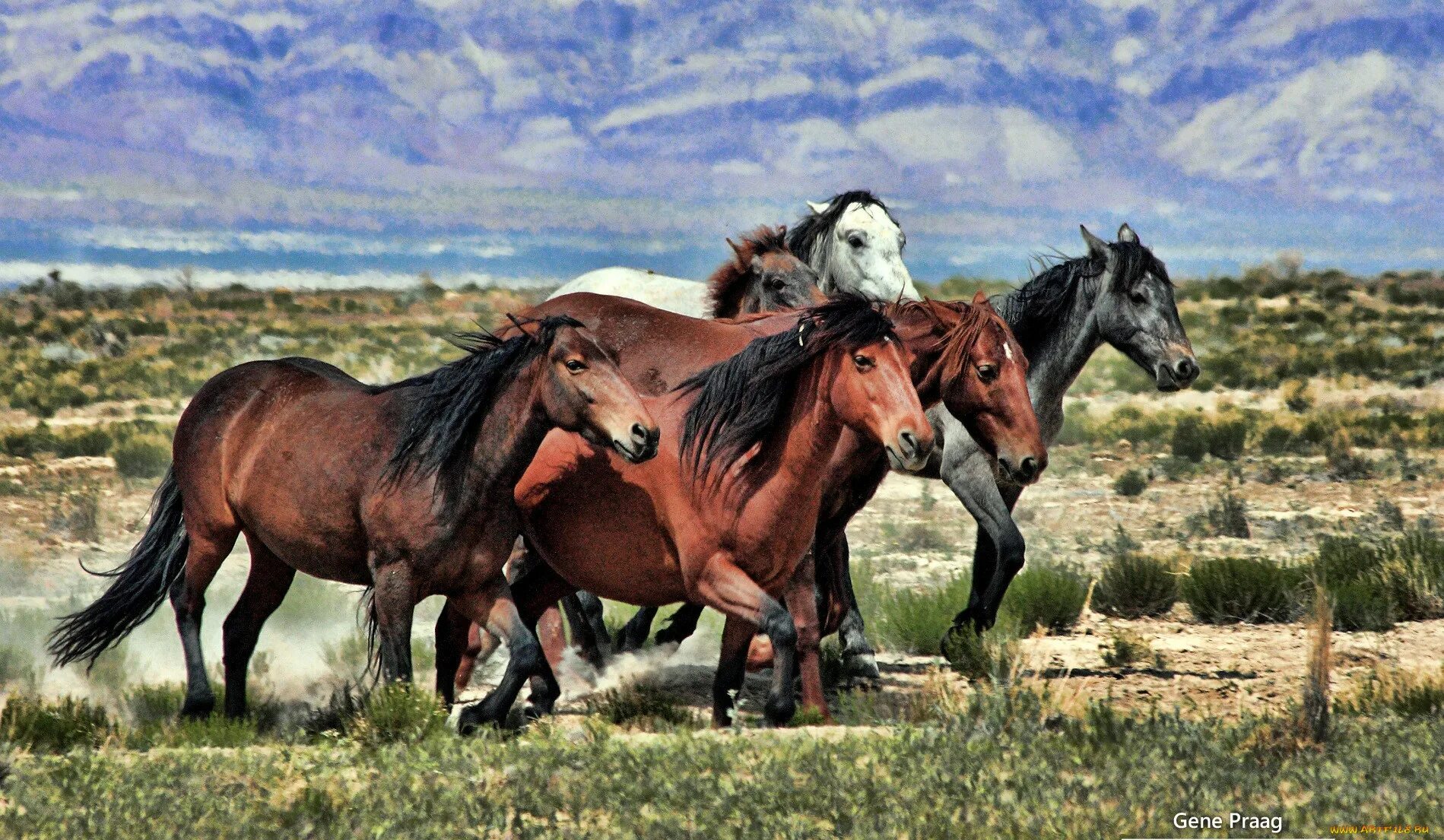 Жизнь диких лошадей. Табуны лошадей в дикой природе. Дикие лошади весной. Очень много лошадей. Мустанги дикие лошади.