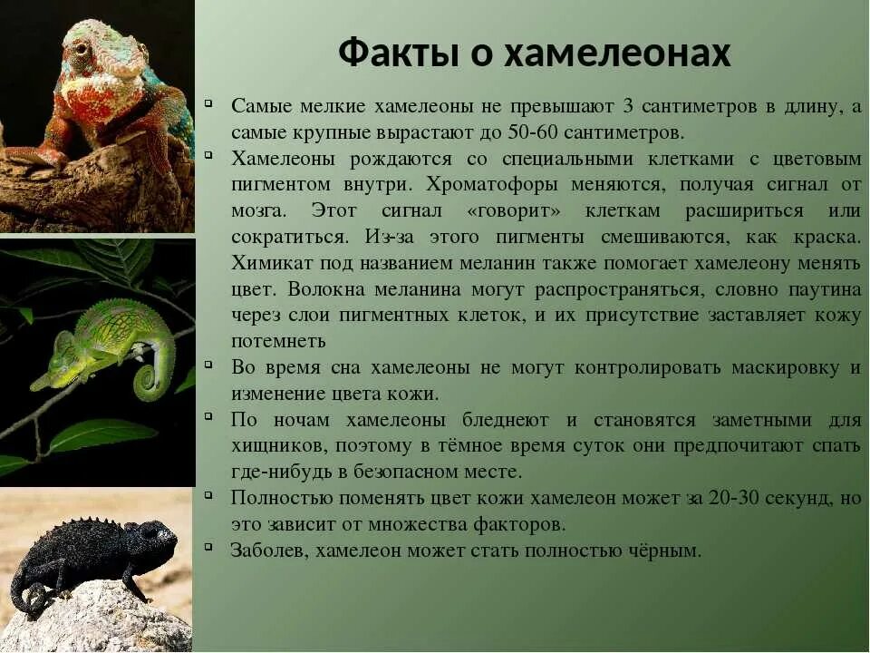 Хамелеон относится к классу