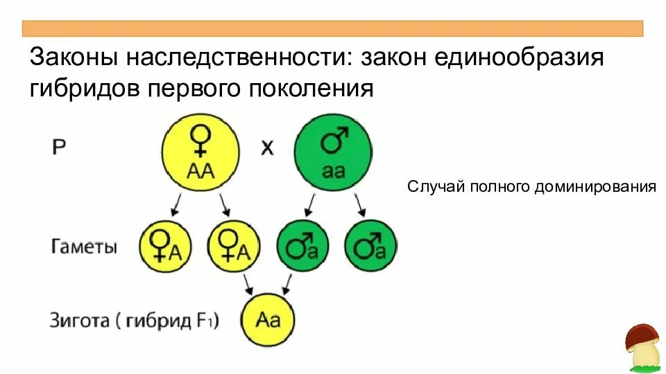 Схема единообразия гибридов первого поколения. Законы наследственности. Закон о наследстве. Законы наследственнос. Мендель второе поколение гибридов