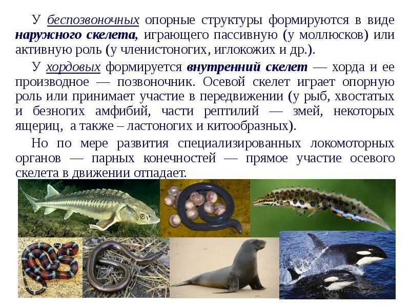 Наружный скелет моллюсков. Позвоночные животные крыма. Наружный скелет простейших. Наружный скелет. Наружный и внутренний скелет.
