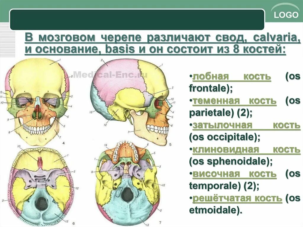Свод и основание черепа анатомия. Свод и основание мозгового отдела черепа. Кости свода мозгового отдела черепа. Свод черепа и основание черепа. Мозговое основание черепа