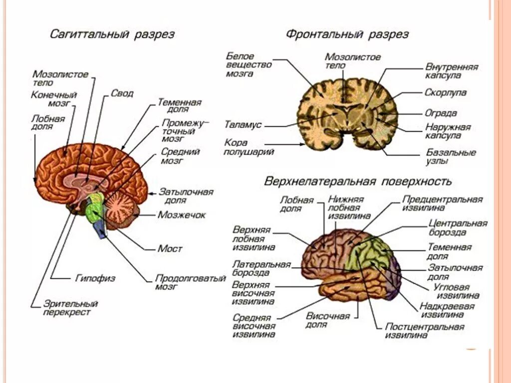 Развитие структур головного мозга. Развитие структур головного мозга