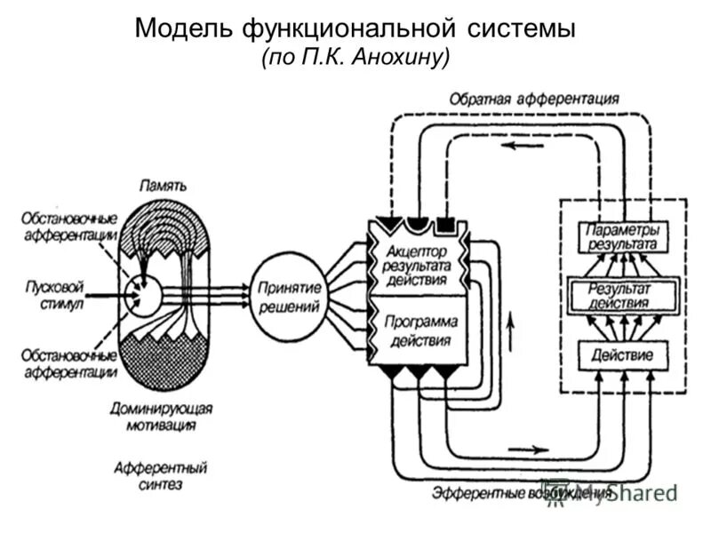 Этапы функциональной системы. К анохину. Принцип работы функциональной системы. Принцип работы функциональной системы. Схема функциональная система регуляции.