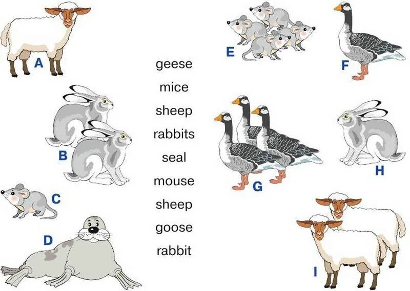 Sheep транскрипция и перевод. Sheep с русской транскрипцией. goose транскрипция. sheep транскрипция на русском. кролики гусу.